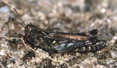 Gefleckte Keulenschrecke - Myrmeleotettix maculatus